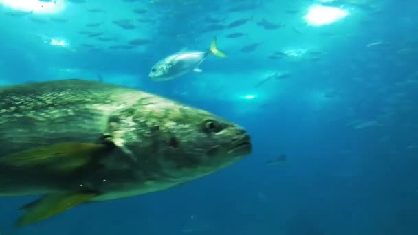 Oceanarium Deniz Canlıları Akvaryum Büyük Toplama Deniz Memelileri Park Okyanus — Stok video