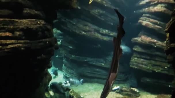 Océanarium Aquarium Grande Collection Espèces Marines Parc Mammifères Marins Habitat — Video