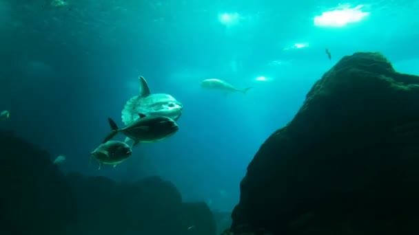 Oceanarium Akwarium Dużą Kolekcję Gatunków Morskich Morski Park Rozrywki Siedliskach — Wideo stockowe