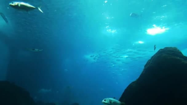 Океания Аквариумная Крупная Коллекция Морских Видов Морской Млекопитающий Парк Океан — стоковое видео