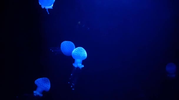 海洋水族馆 水族馆大量的海洋物种收藏 海洋哺乳动物公园 海洋栖息地与海洋动物 — 图库视频影像