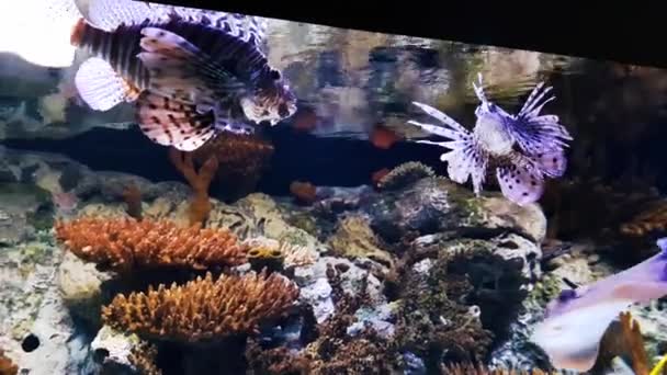 Oceanarium Acuario Gran Colección Especies Marinas Parque Mamíferos Marinos Hábitat — Vídeos de Stock