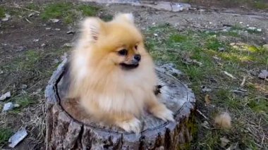 Puppy Pomeranian Spitz parkta bir ağaç kütüğünün üzerinde yatıyor.