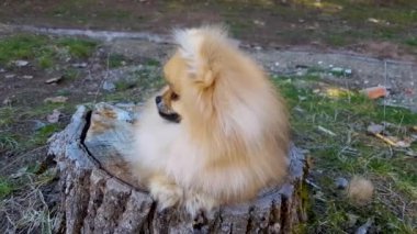 Puppy Pomeranian Spitz parkta bir ağaç kütüğünün üzerinde yatıyor.