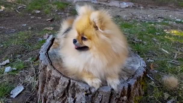 Puppy Pomeranian Spitz Egy Fatönkön Fekszik Parkban — Stock videók