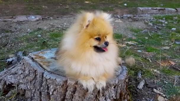 Puppy Pomeranian Spitz Parkta Bir Ağaç Kütüğünün Üzerinde Yatıyor — Stok video