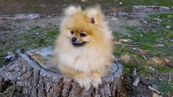 Puppy Pomeranian Spitz Βρίσκεται Ένα Κούτσουρο Δέντρο Στο Πάρκο — Αρχείο Βίντεο