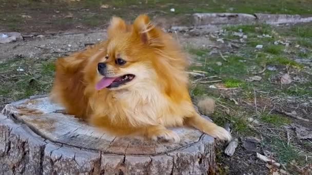 Pomeranian Spitz Dog Lying Tree Stump Park — Stock Video