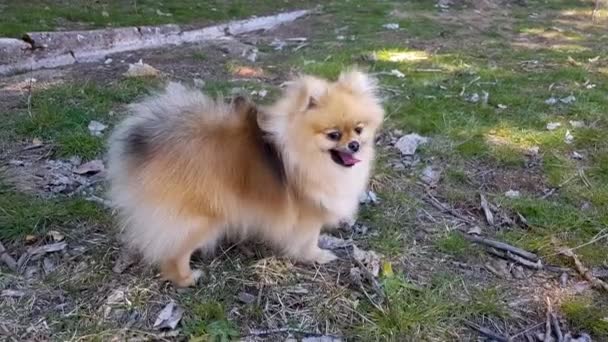 Filhote Cachorro Spitz Pomerânia Fica Grama Língua Presa — Vídeo de Stock