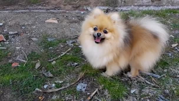 ポメラニア スピッツの子犬が草の上に立っている 舌を出して — ストック動画
