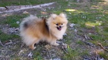 Pomeranian Spitz 'in köpeği çimlerin üzerinde duruyor. Dil sıkışmış.