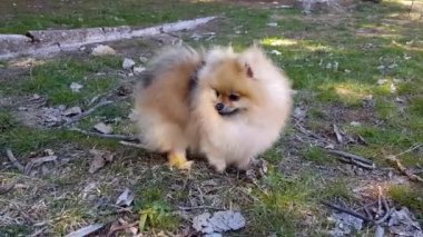 Pomeranian Spitz 'in köpeği çimlerin üzerinde duruyor. Dil sıkışmış.