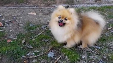 Pomeranian Spitz 'in köpeği çimlerin üzerinde duruyor. Dil sıkışmış.