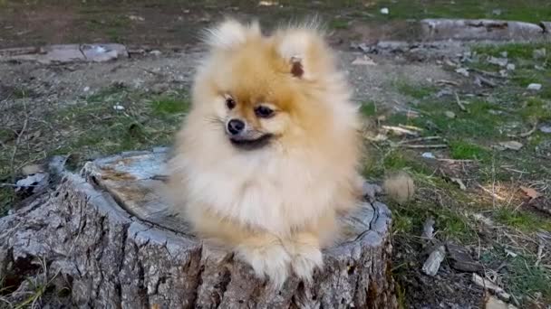 Puppy Pomeranian Spitz Parkta Bir Ağaç Kütüğünün Üzerinde Yatıyor — Stok video