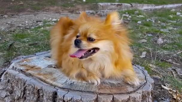 公園の木の切り株に横たわるポメラニアン スピッツの犬 — ストック動画