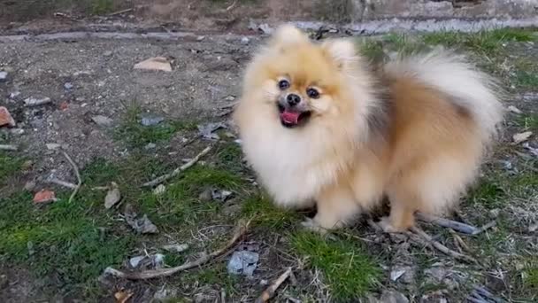 Welpe Vom Pommerschen Spitz Steht Auf Dem Gras Ausgestreckte Zunge — Stockvideo