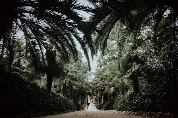 Gelin ve damat bir palmiye bahçesinde sarılma — Stok fotoğraf
