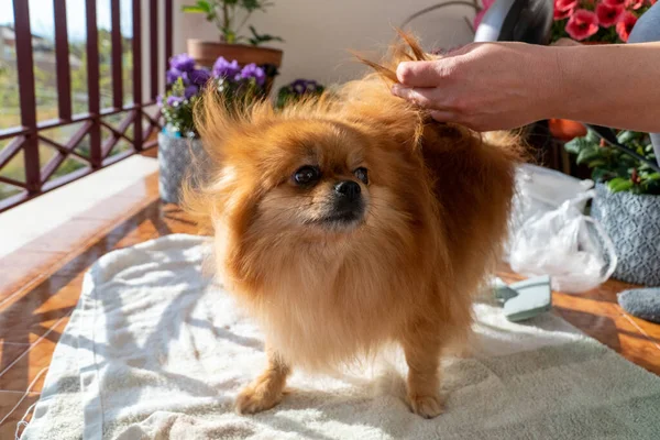 Havlu Başında Banyo Yaptıktan Sonra Mutlu Küçük Köpek Köpek Bakımı — Stok fotoğraf