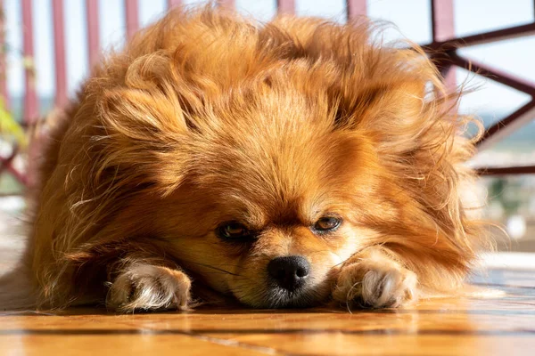 Küçük köpek yalan söylüyor. Üzücü bir ifade. Yorgun köpeğin yüzü. — Stok fotoğraf