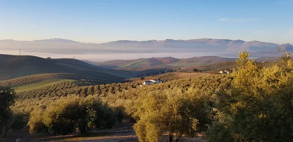 Endülüs manzaraları. Kırsal ve tarımda sis
