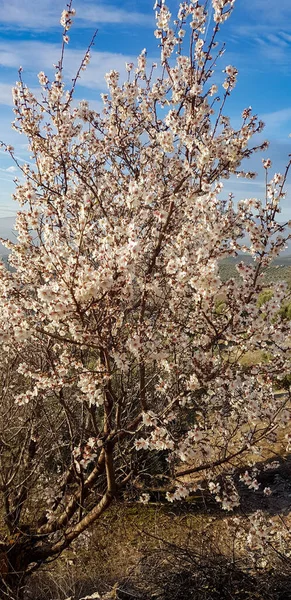 Almond flower trees at spring. Small tree with many flowers