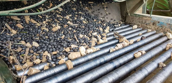 Çelik içinde olgun siyah zeytinler. Küçük ölçekli zeytinyağı fabrikası. Ekstra saf zeytinyağı çıkarmak için.