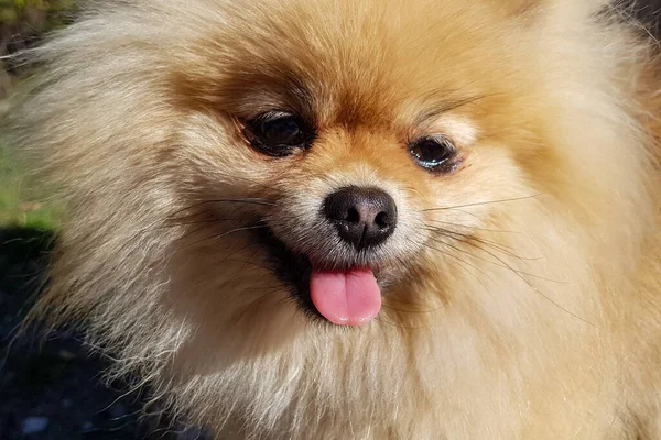 Şirin, kahverengi, küçük bir Pomeranya köpeği. Durup kameraya bakarak ve gülümseyerek. — Stok fotoğraf