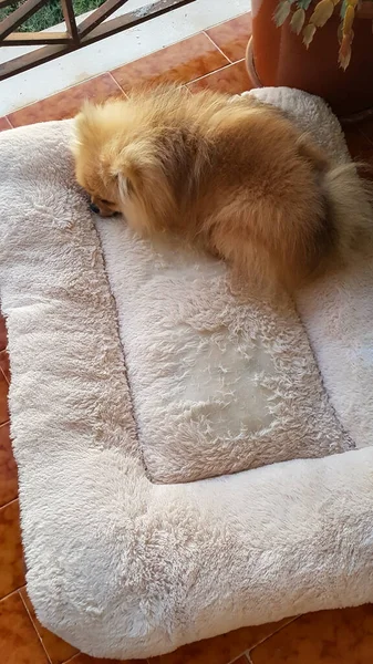 Lindo perrito pomerania duerme en una alfombra blanca — Foto de Stock