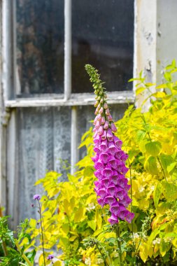 Çiçekli eski İngiliz penceresi.