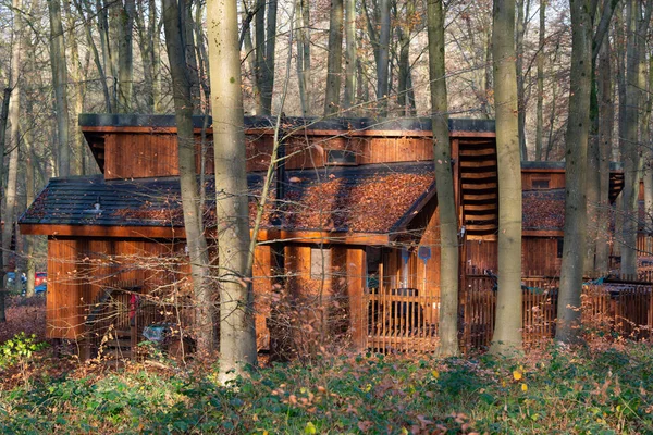 Blackwood Forest Lodges Jesienią Sezonu — Zdjęcie stockowe