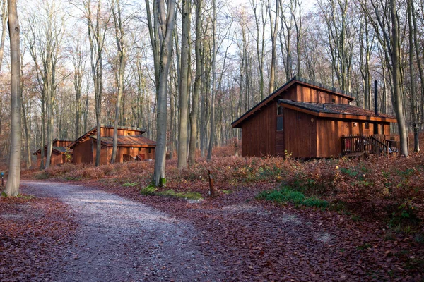 Blackwood Forest Lodges Jesienią Sezonu — Zdjęcie stockowe