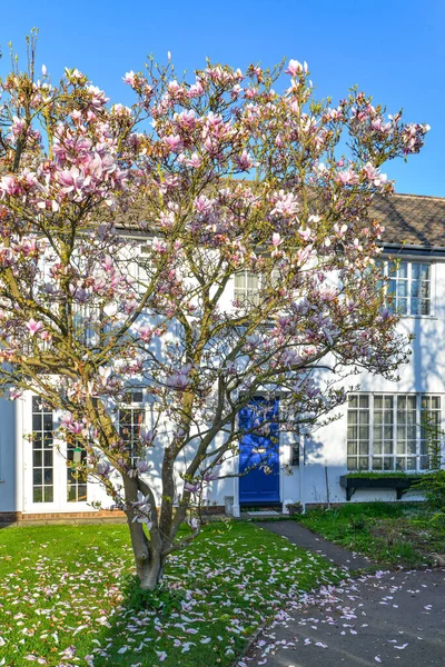 Magnolia Boom Voor Het Huis — Stockfoto