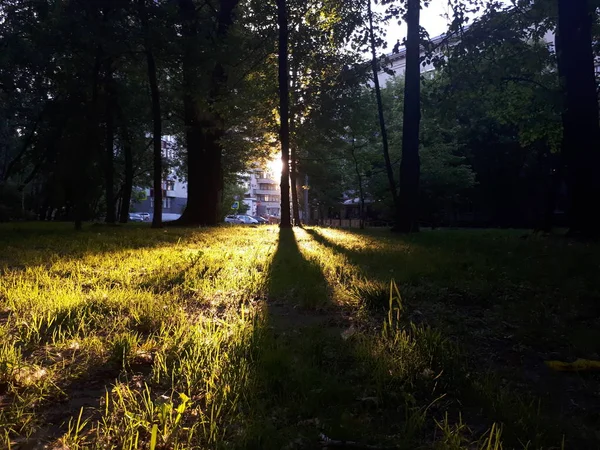 Яркий Свет Падает Травы Фото Сделано Июне — стоковое фото