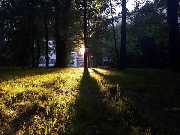 Lumière Vive Tombant Sur Herbe Photo Prise Juin — Photo