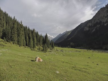 Dağ orman manzarası. Yaban hayatı. Yaz. Arashan gorge. Kırgızistan.