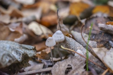 Sonbahar yaprakları yere arasında iki küçük mantar bekliyordu