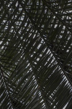 Mavi gökyüzünde palmiye yaprakları.