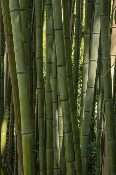 Des lits en bambou vert à croissance dense éclairés par le soleil — Photo