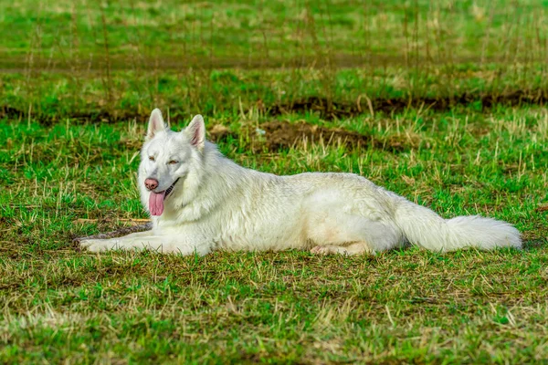 Прекрасный белый швейцарский пастух, щурящийся от солнца, лежит на лугу — стоковое фото