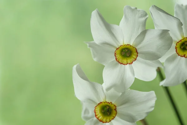 Tres flores de narciso blanco sobre un fondo verde claro — Foto de Stock