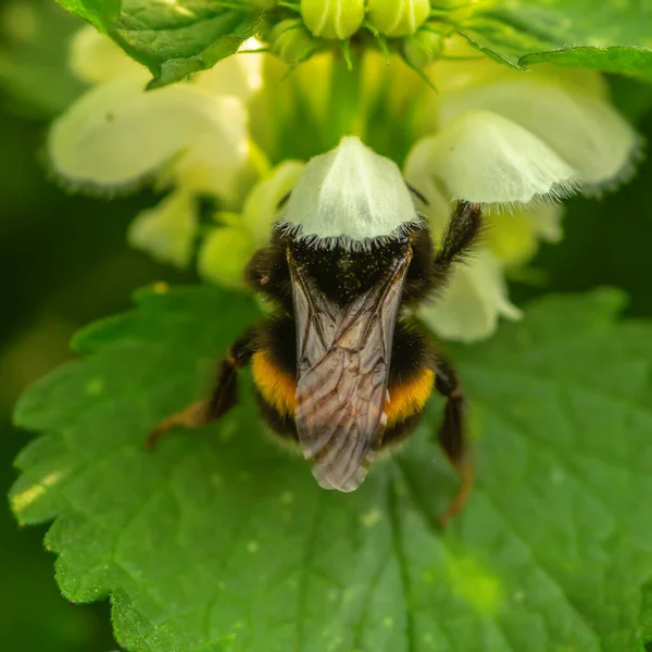 Yaban arısı çiçeklerden polen toplar. Makro çekim — Stok fotoğraf