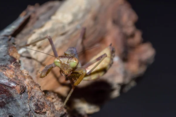 Gros Plan Une Mante Religieuse Sur Une Brindille Dans Nature — Photo