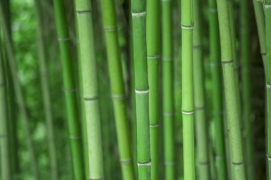 Bambu ormanı, Sochi botanik bahçesinde doğal yeşil arka plan.