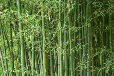 Bambu ormanı, Sochi botanik bahçesinde doğal yeşil arka plan.