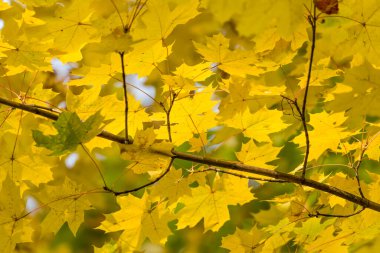 Sarı sonbahar akçaağaç yaprakları ve dalları. arkaplan.