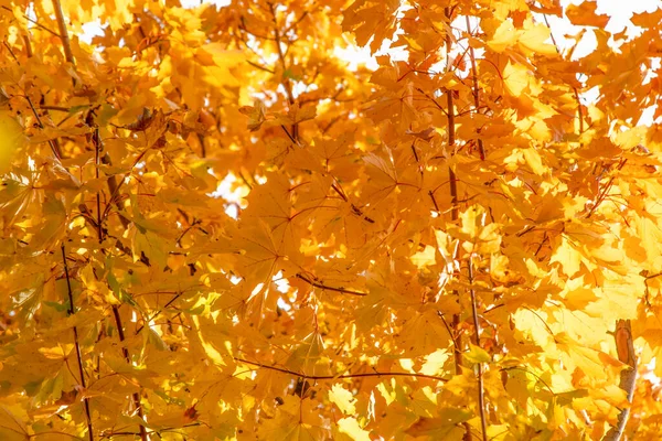 Yellow Autumn Maple Leaves Branches Background — Stock Photo, Image