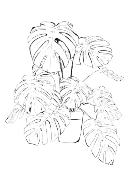 Monstera Deliciosa Plant Sketch Black White — 스톡 사진