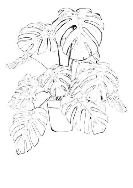 Monstera Deliciosa Plant Sketch Black White — 스톡 사진