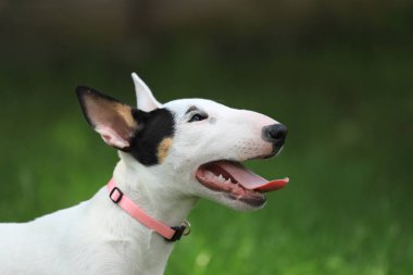 Mini boğa terrier köpek yavrusu gülümseyerek