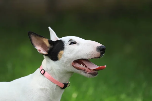 ミニブルテリア子犬の笑顔 — ストック写真